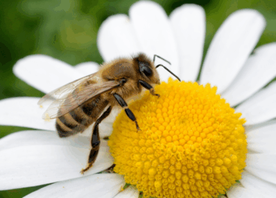 Small steps, big change – bee and insect day at Marcopol