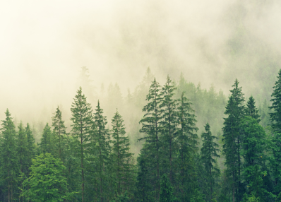It’s FSC Forest Week!